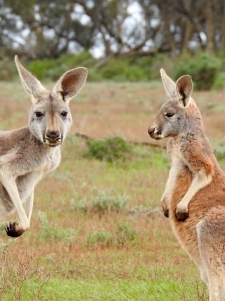 Two Kangaroos In Australia